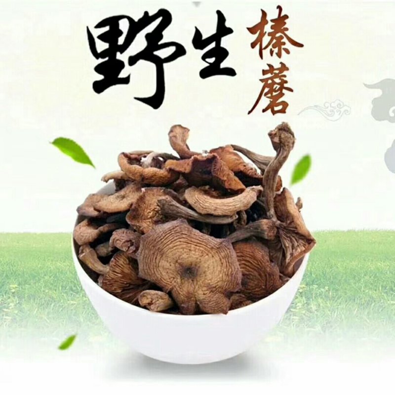 野生榛蘑