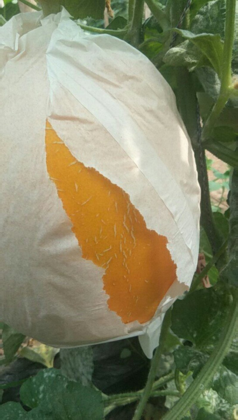 久红瑞