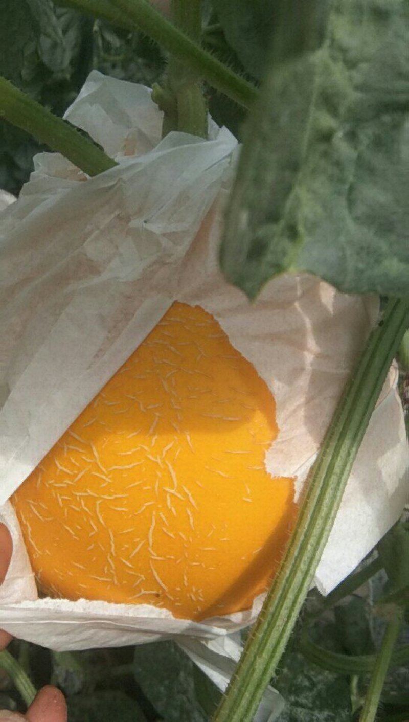 久红瑞
