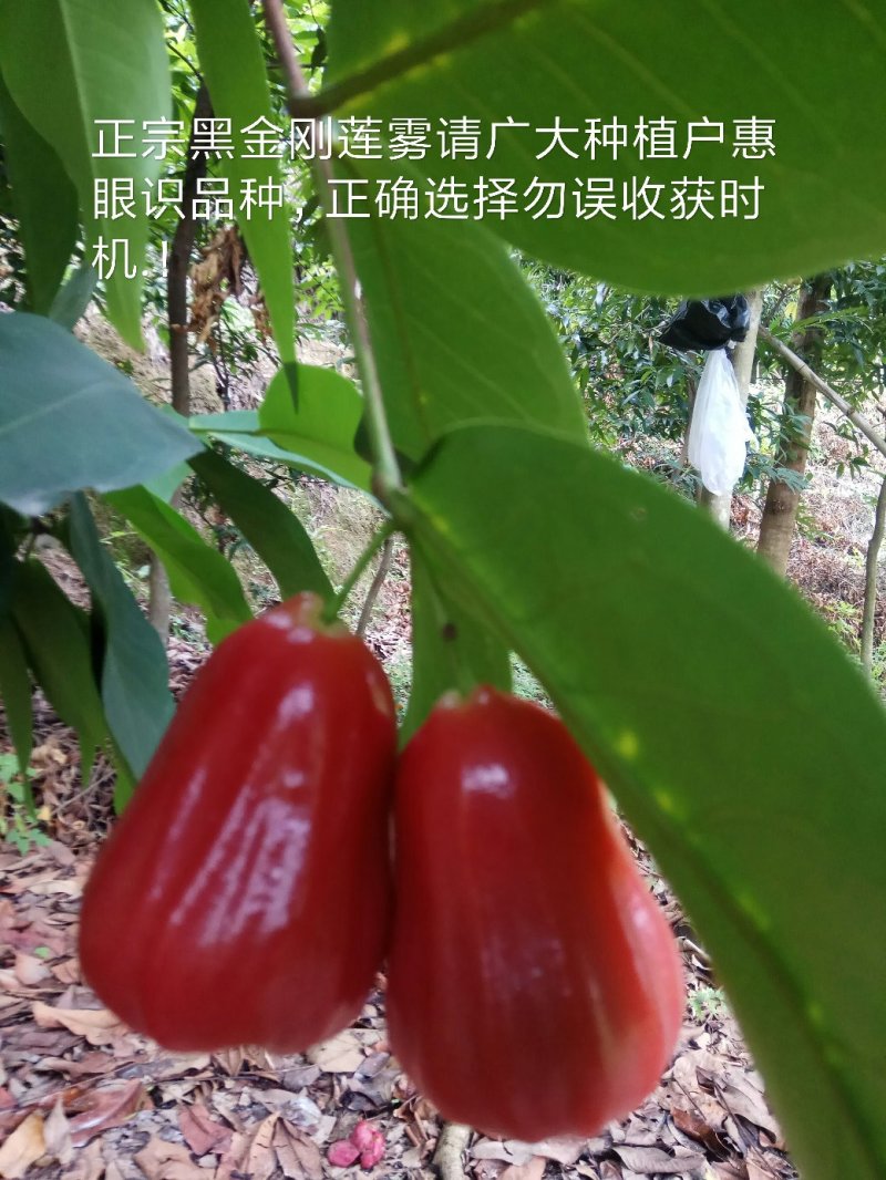 正宗黑金刚莲雾杯苗，有果有苗出售欢迎联系