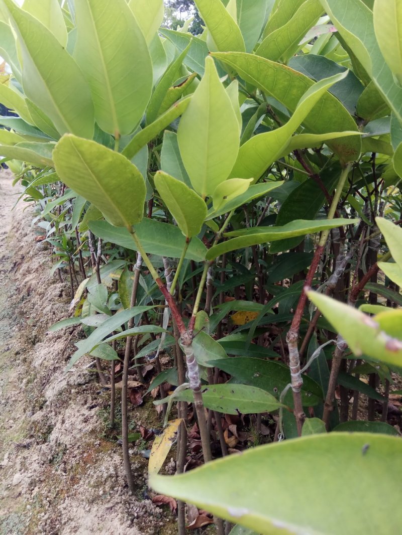 正宗黑金刚莲雾杯苗，有果有苗出售欢迎联系