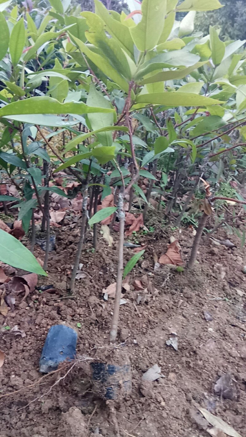 正宗黑金刚莲雾杯苗，有果有苗出售欢迎联系