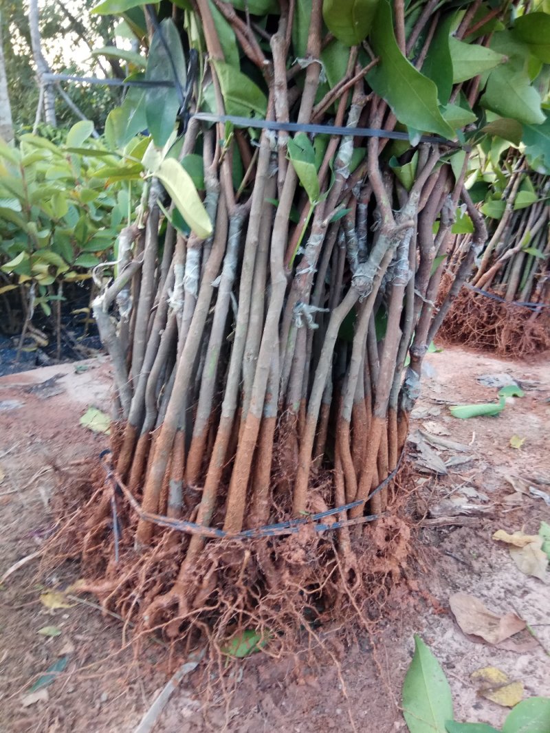 正宗黑金刚莲雾杯苗，有果有苗出售欢迎联系