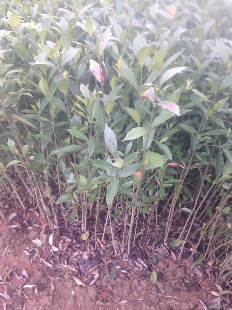 黄栀子苗基地直供，可以基地参观，免费提供技术指导