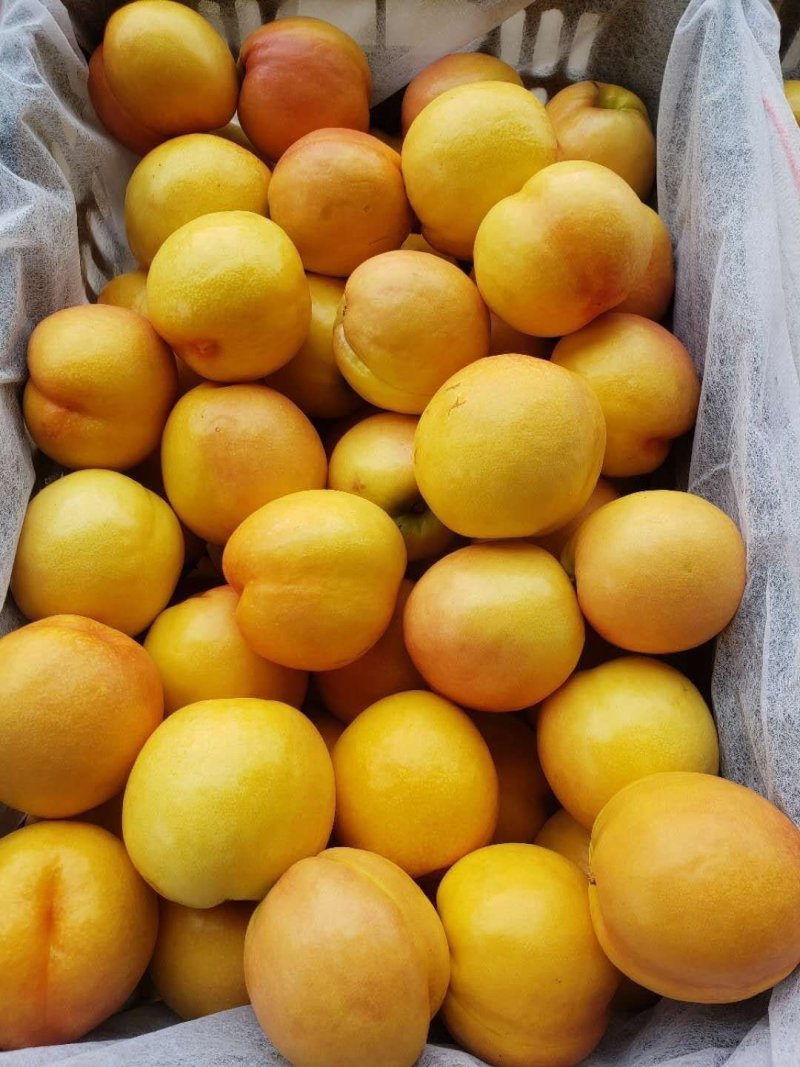 中油油桃