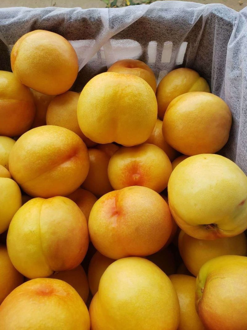 中油油桃