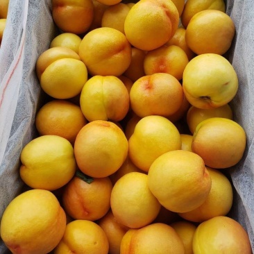 中油油桃