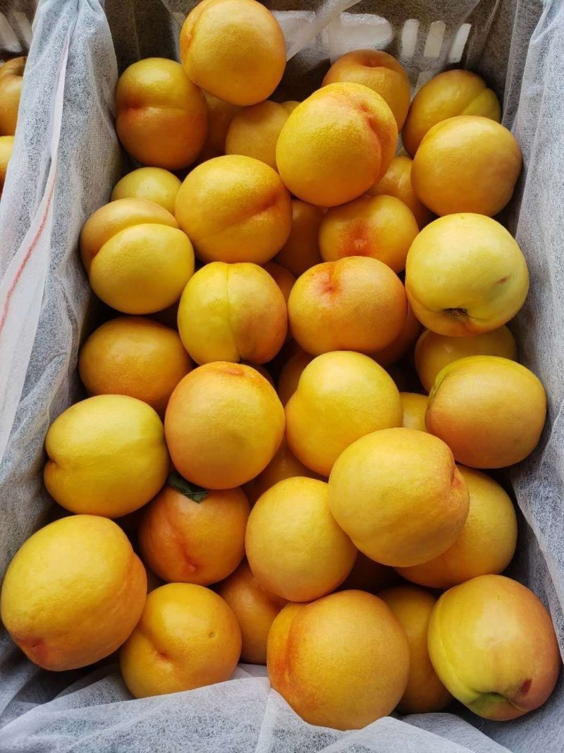 中油油桃