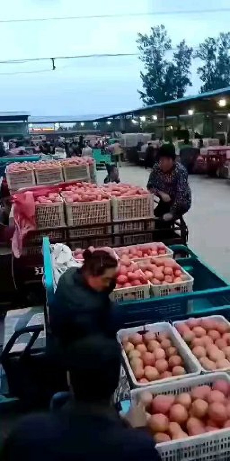 硬粉西红柿大量有货，价格便宜