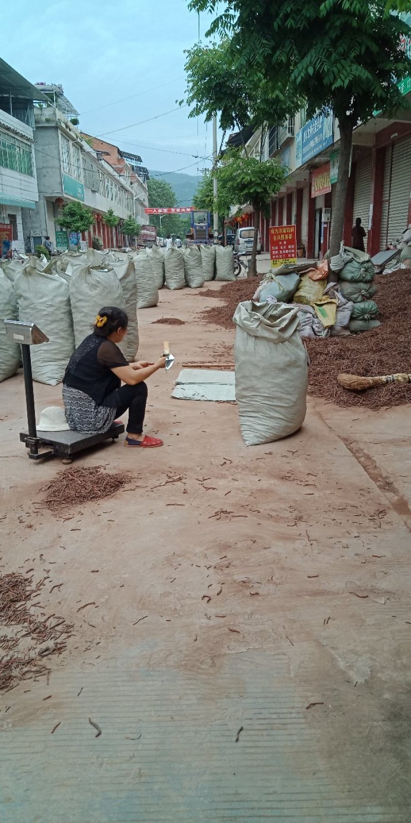 大量出售各种规格丹参选条及药厂货，产地直发，量大丛优
