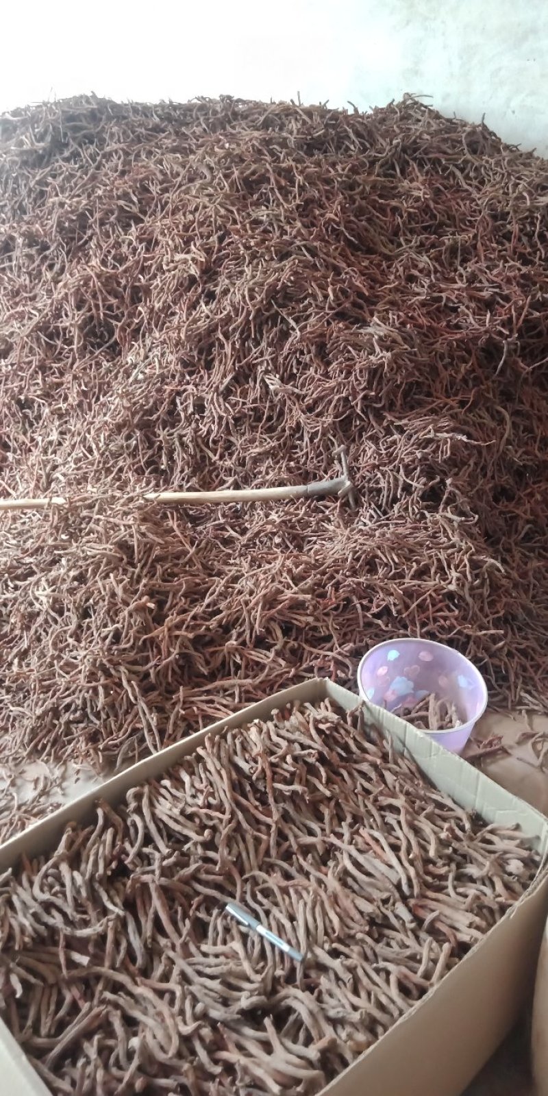 大量出售各种规格丹参选条及药厂货，产地直发，量大丛优
