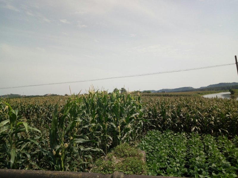 花玉米上市