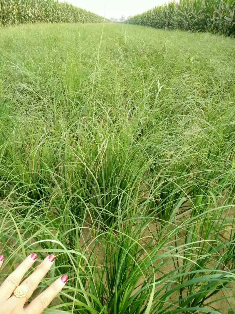 推荐精选知母种子优质纯新种子净度好这芽率杠杠滴技术免费