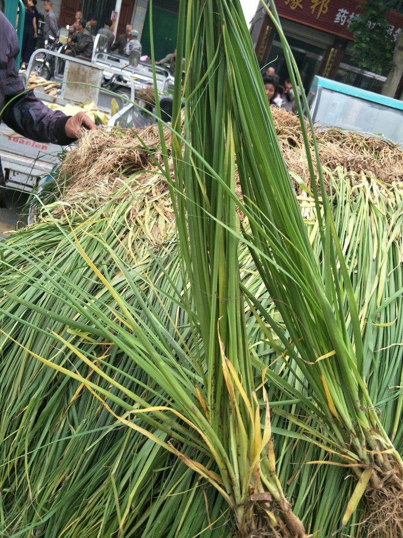 推荐精选知母种子优质纯新种子净度好这芽率杠杠滴技术免费