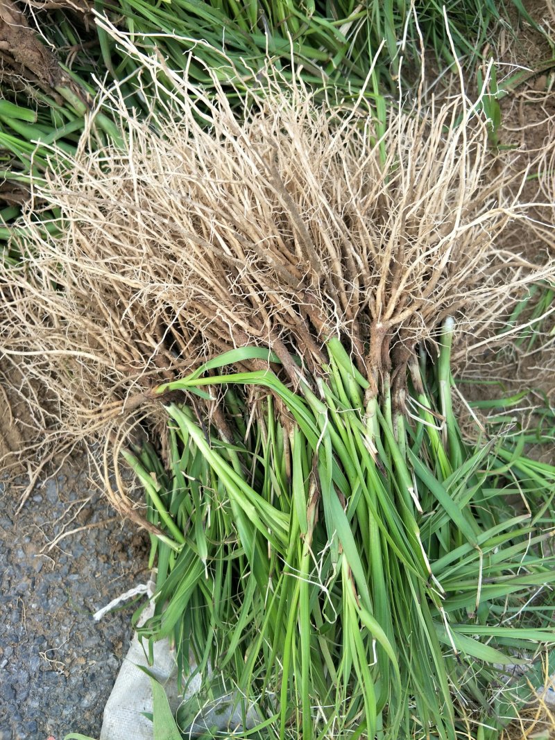 推荐精选知母种子优质纯新种子净度好这芽率杠杠滴技术免费