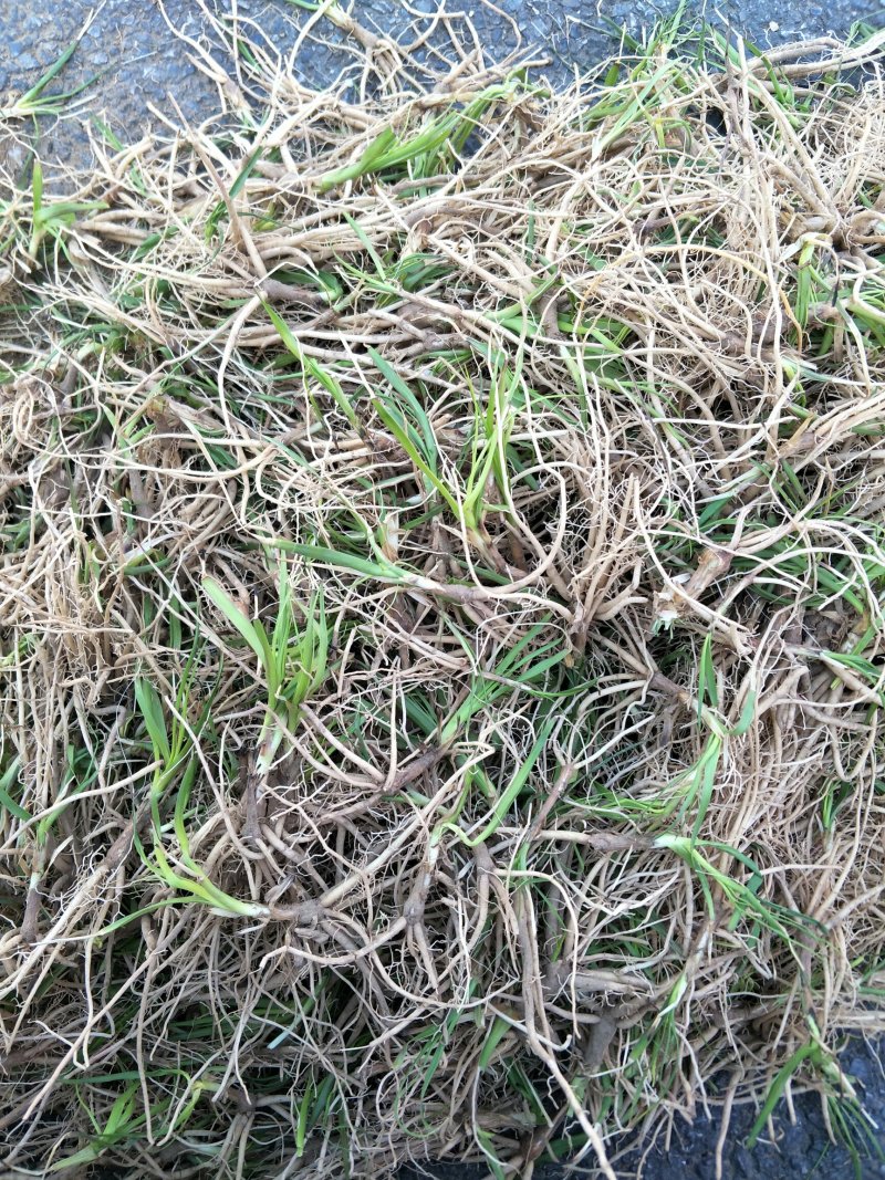 推荐精选知母种子优质纯新种子净度好这芽率杠杠滴技术免费