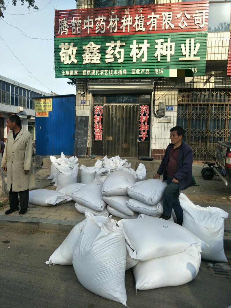 白术种子大量有货厂家直供价格实惠包成活包回收提供技术指