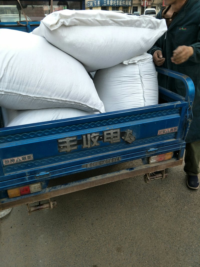 白术种子大量有货厂家直供价格实惠包成活包回收提供技术指