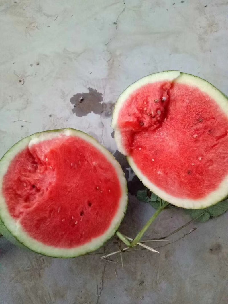 露地，开封西瓜