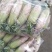 青萝卜1.5~2斤起，脆甜，青肉，无虫叶，无抽苔