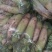 青萝卜1.5~2斤起，脆甜，青肉，无虫叶，无抽苔