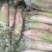 青萝卜1.5~2斤起，脆甜，青肉，无虫叶，无抽苔