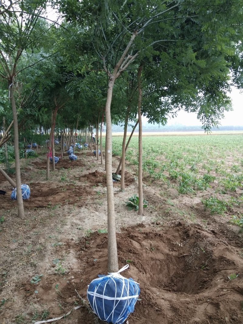 大量销售，4~20cm国槐，树形好价格实惠，