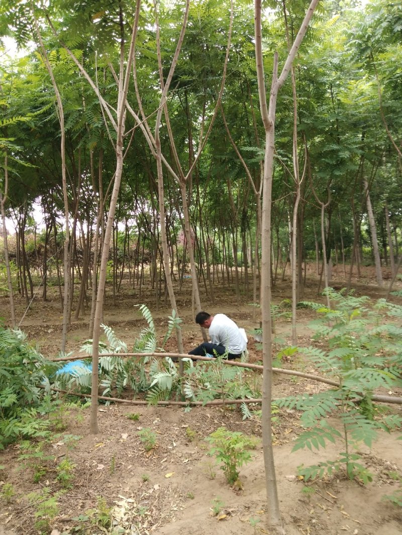 大量低价销售，2-12公分火炬树，火炬苗，造林苗