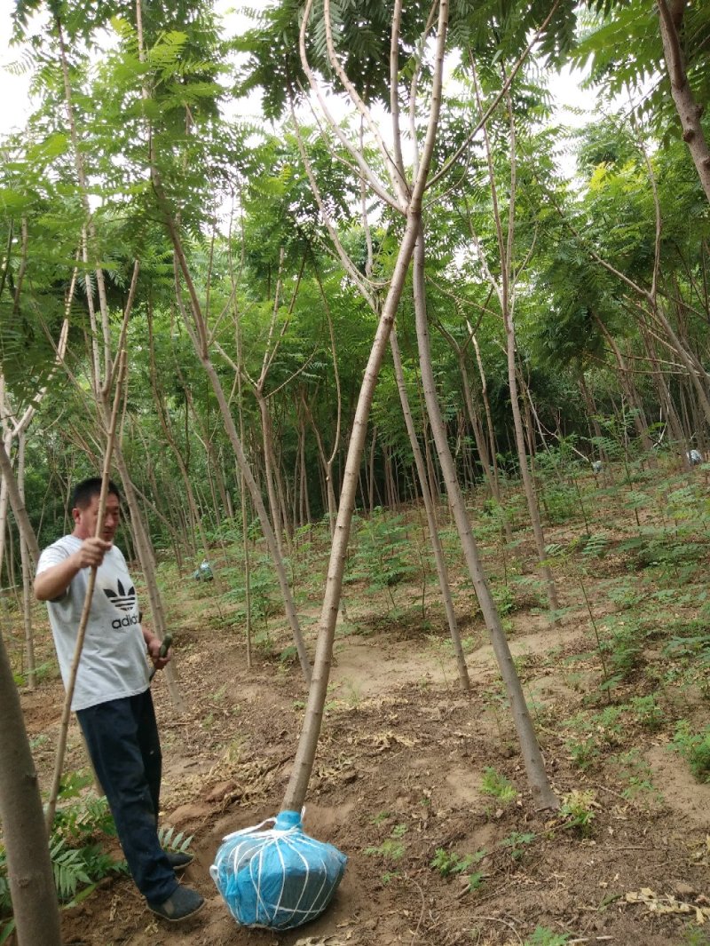 大量低价销售，2-12公分火炬树，火炬苗，造林苗