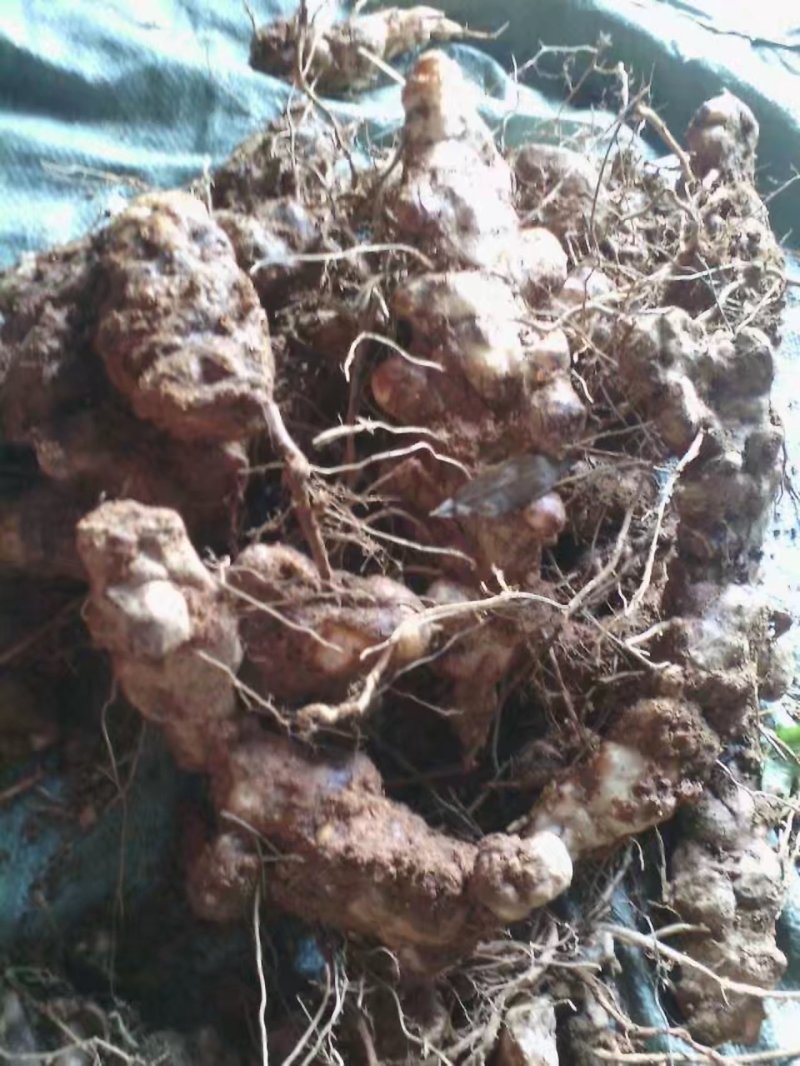 粉质土茯苓干片，本地优质粉质货