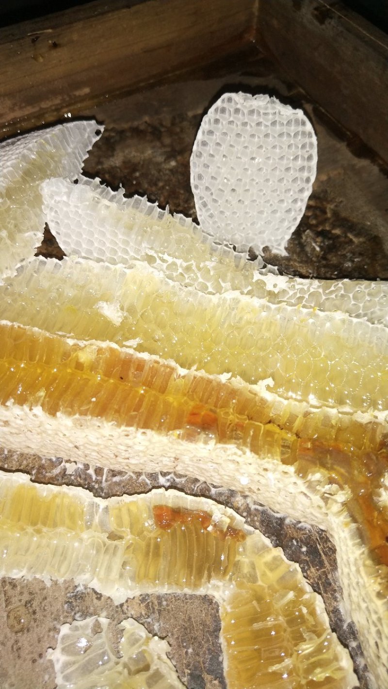 野生蜂蜜，天然香甜营养百花蜜