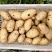 平度市荷兰十五土豆大量上市，大小车随到随装，