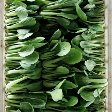 精品油菜大量上市