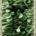 精品油菜大量上市