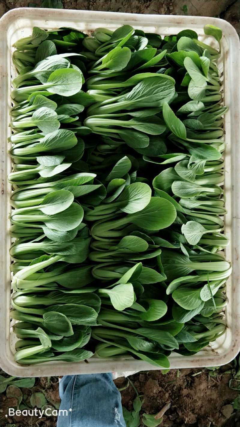 精品油菜大量上市