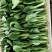 精品油菜大量上市