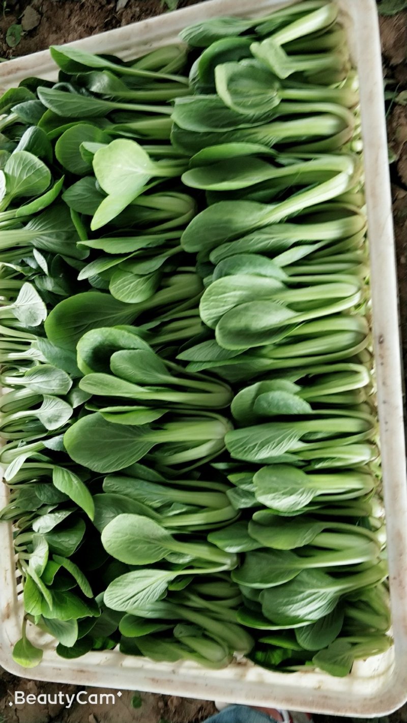 精品油菜大量上市