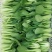 精品油菜大量上市
