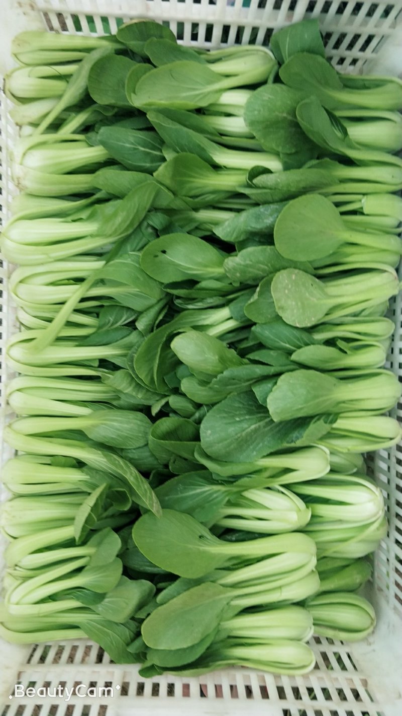 精品油菜大量上市