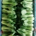 精品油菜大量上市