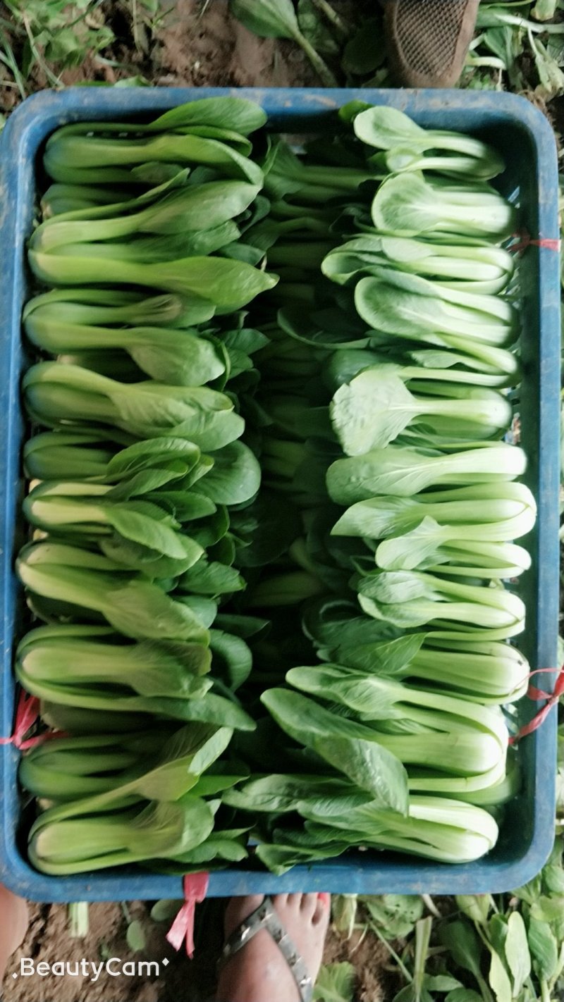 精品油菜大量上市