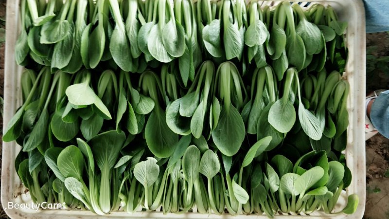 精品油菜大量上市
