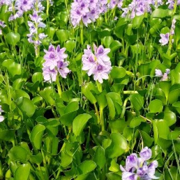 水葫芦