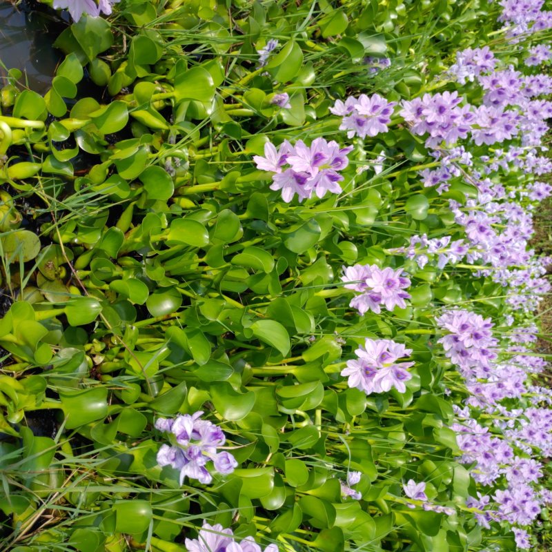 水葫芦