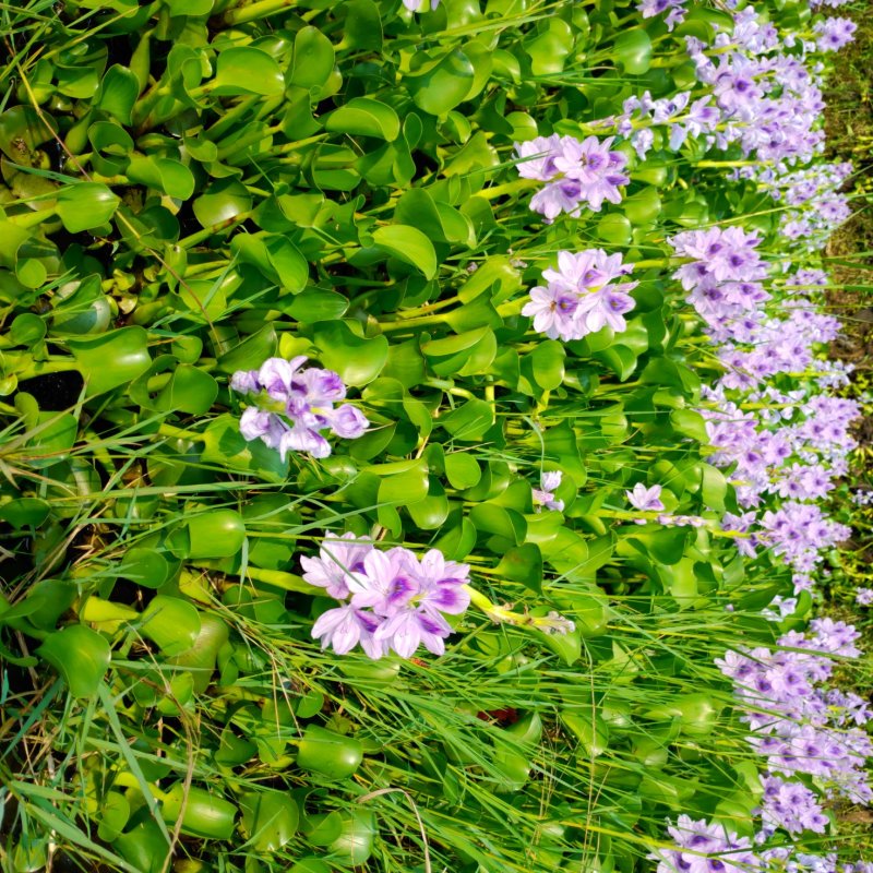 水葫芦