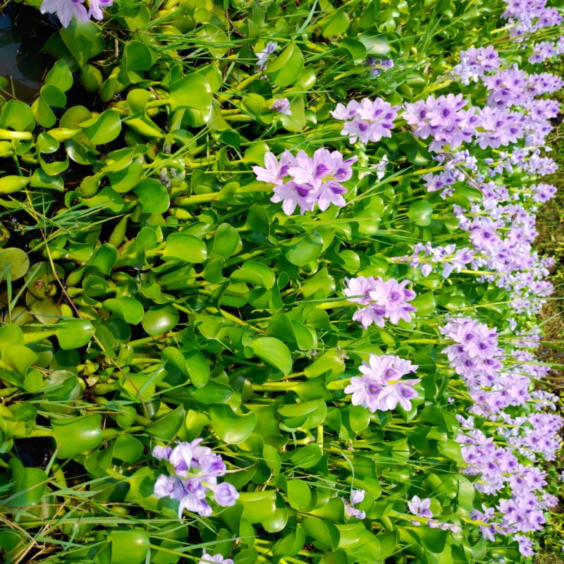 水葫芦