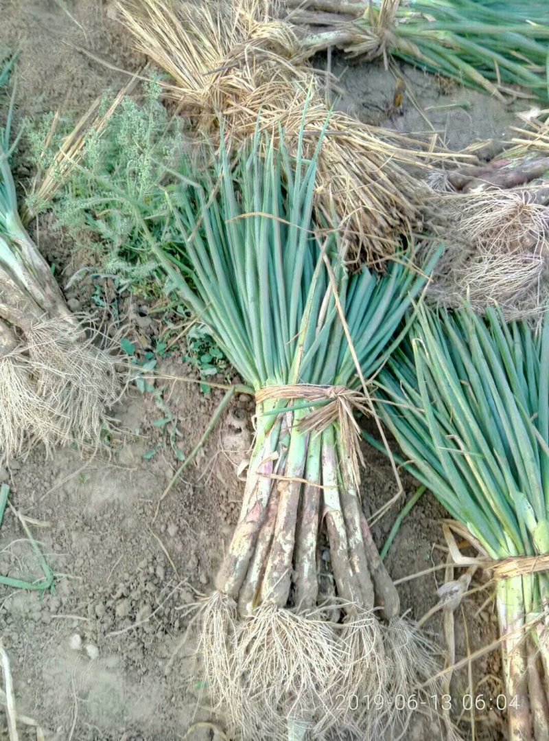 精品红葱，农葱叶绿杆粗，味道鲜美，牛羊肉的绝配，质优价廉