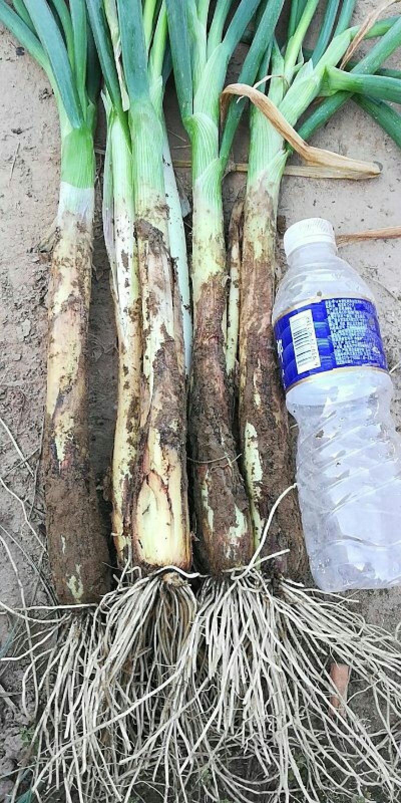 精品红葱，农葱叶绿杆粗，味道鲜美，牛羊肉的绝配，质优价廉