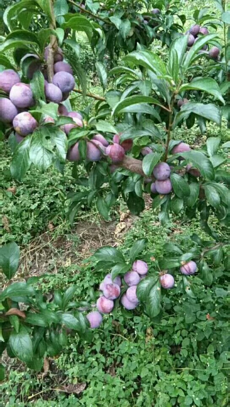 汶川青红脆李