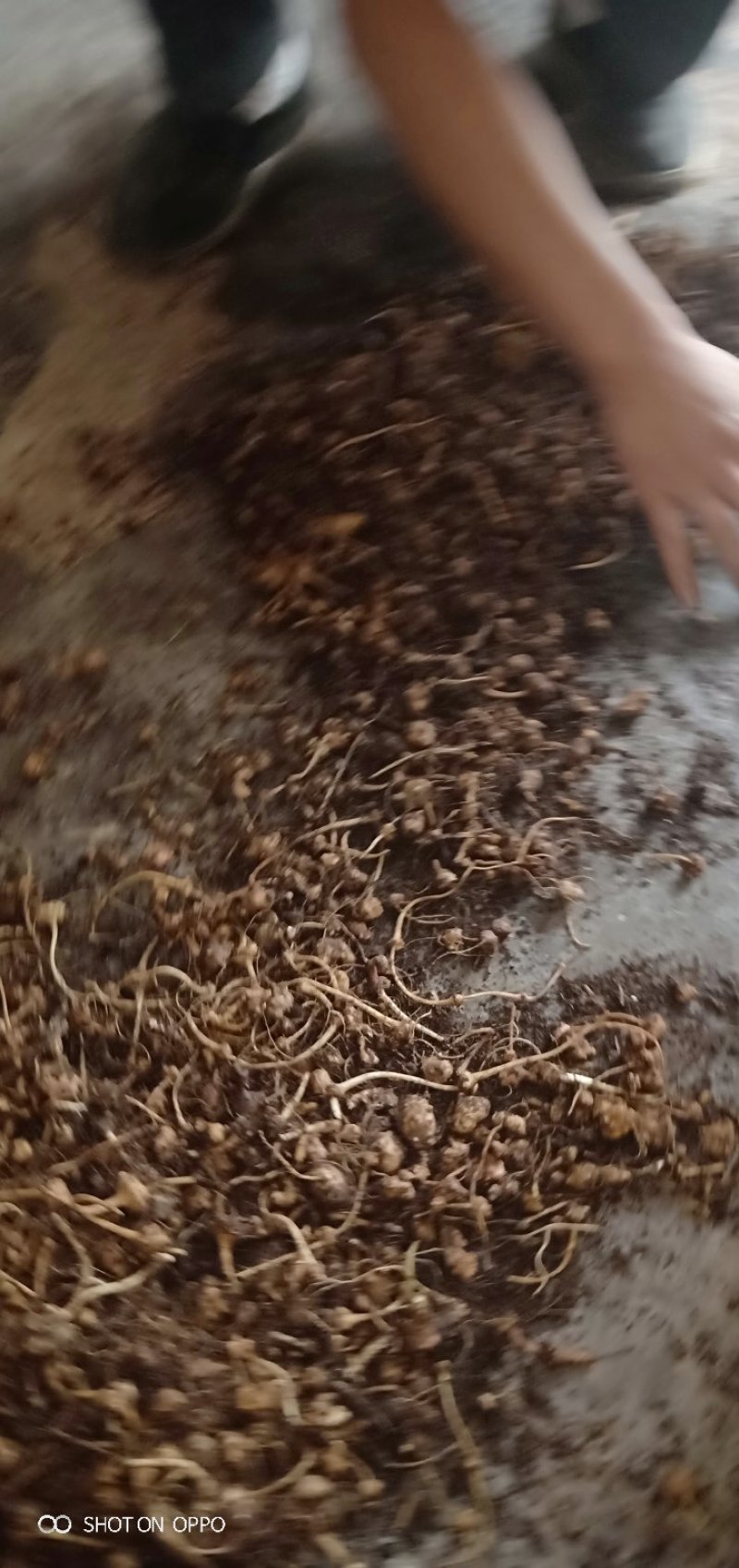 珠子参，又名扣子七地道药材